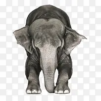 ɭ�ֶ���-������