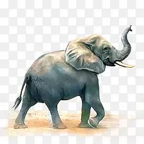 动物-空若网 动物-空若网