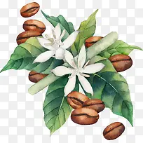 手绘水彩花朵坚果-空若网 手绘水彩花朵坚果-空若网