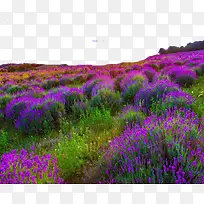 宽叶薰衣草-空若网 宽叶薰衣草-空若网