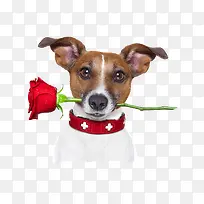 狗和玫瑰-空若网 狗和玫瑰-空若网