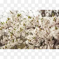 ��ɫ�λ��黨��ֽ-������