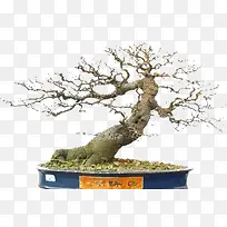 树干-空若网 树干-空若网