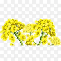 卡通手绘黄色油菜花插画-空若网 卡通手绘黄色油菜花插画-空若网