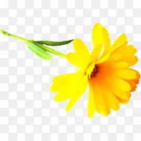 ��Ҷ�����-������