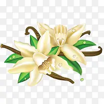 白色花朵-空若网 白色花朵-空若网