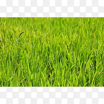 Ұ����̲�-������