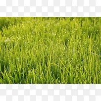 野外的绿草-空若网 野外的绿草-空若网