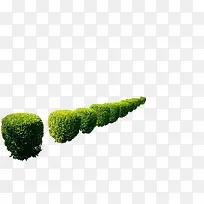 路边绿化树植物树-空若网 路边绿化树植物树-空若网