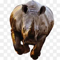 野生犀牛-空若网 野生犀牛-空若网