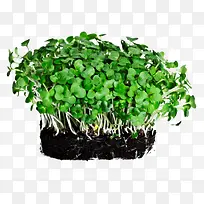 豆芽-空若网 豆芽-空若网