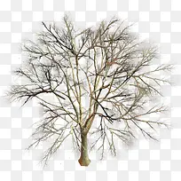 枯树-空若网 枯树-空若网