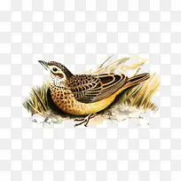 手绘麻雀插画-空若网 手绘麻雀插画-空若网