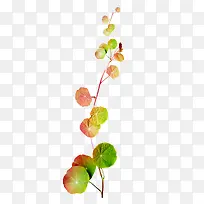 树枝-空若网 树枝-空若网