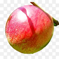 树上油桃-空若网 树上油桃-空若网