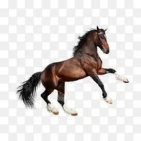 ������Ӱ�ڷɵ�Ұ��-������