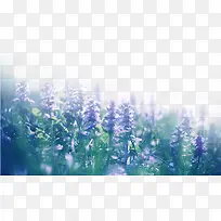 ×Ïɫ޹Ò²Ý-¿ÕÈôÍø ×Ïɫ޹Ò²Ý-¿ÕÈôÍø