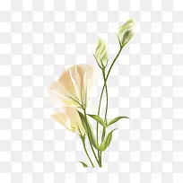 ʸ�������ɫ�Ļ�-������