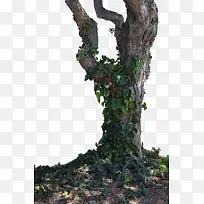 枯潭老树昏鸦 老树花蔓-空若网 枯潭老树昏鸦 老树花蔓-空若网