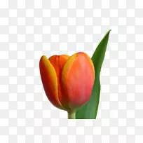 郁金香开花植物芽百合科-郁金香-空若网 郁金香开花植物芽百合科-郁金香-空若网