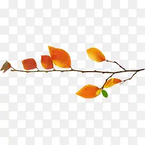 ��֦��ɫ��Ҷ-������