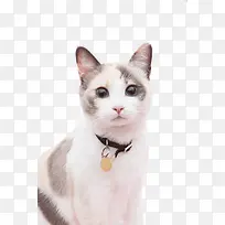 ��������è��-������