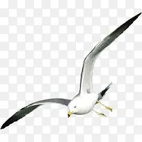 ������Ӱ���߷���ĺ�Ÿ����-������