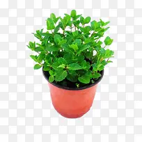 种植香蜂草-空若网 种植香蜂草-空若网