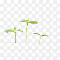 ��Ҷ-������