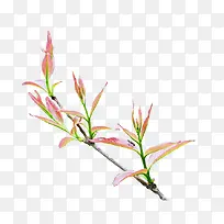 花枝-空若网 花枝-空若网