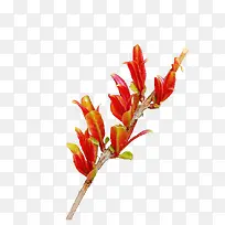 花枝-空若网 花枝-空若网