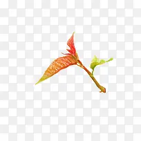 Ҷ��-������