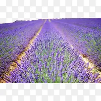 ��ɫ޹�²ݻ�������-������