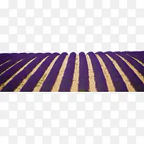 薰衣草田花海-空若网 薰衣草田花海-空若网