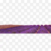 薰衣草花田花海-空若网 薰衣草花田花海-空若网