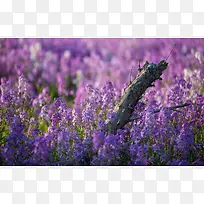 紫色薰衣草花田树枝-空若网 紫色薰衣草花田树枝-空若网