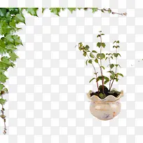 树枝树叶花盆-空若网 树枝树叶花盆-空若网