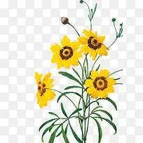 花卉素材花卉设计素材-空若网 花卉素材花卉设计素材-空若网