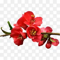 �ʻ����ݻ���ͼ���ز�-������