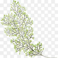 ��ɫ��֦-������