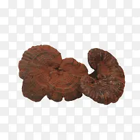 野生紫灵芝-空若网 野生紫灵芝-空若网