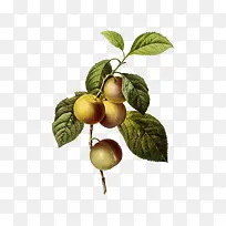 树枝上的李子-空若网 树枝上的李子-空若网