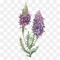 薰衣草茶素材免扣-空若网 薰衣草茶素材免扣-空若网