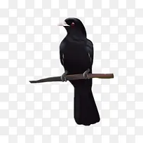 ��ѻ-������