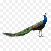 动物-空若网 动物-空若网