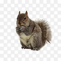 �ɰ�����-������