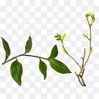 绿色植物树枝-空若网 绿色植物树枝-空若网