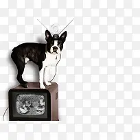 高清黑色小狗电视-空若网 高清黑色小狗电视-空若网