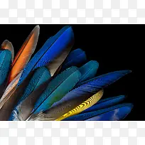 彩色羽毛-空若网 彩色羽毛-空若网