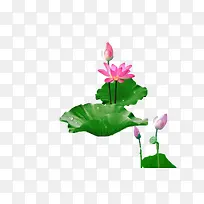 爱莲说荷花-空若网 爱莲说荷花-空若网
